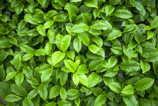 Power of Green Tea Leaf Extract